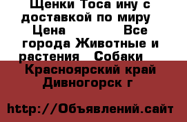 Щенки Тоса-ину с доставкой по миру › Цена ­ 68 000 - Все города Животные и растения » Собаки   . Красноярский край,Дивногорск г.